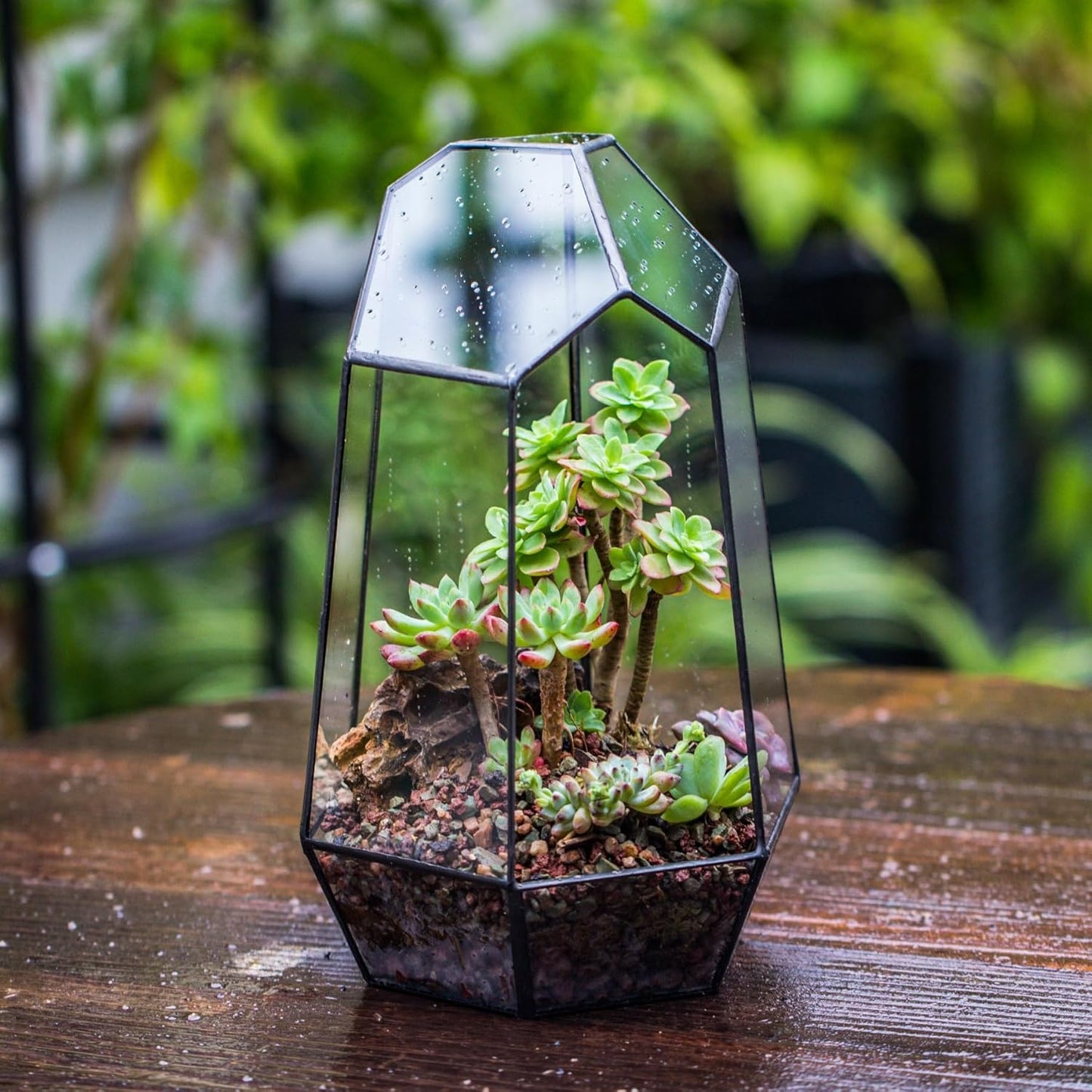 Stylish NCYP Geometric Glass Terrarium Planter for Succulents & Cacti - Irregular Black Open Container for Indoor Home & Office Decor, 6.5" X 5.7" X 9.8" (Plants Not Included)