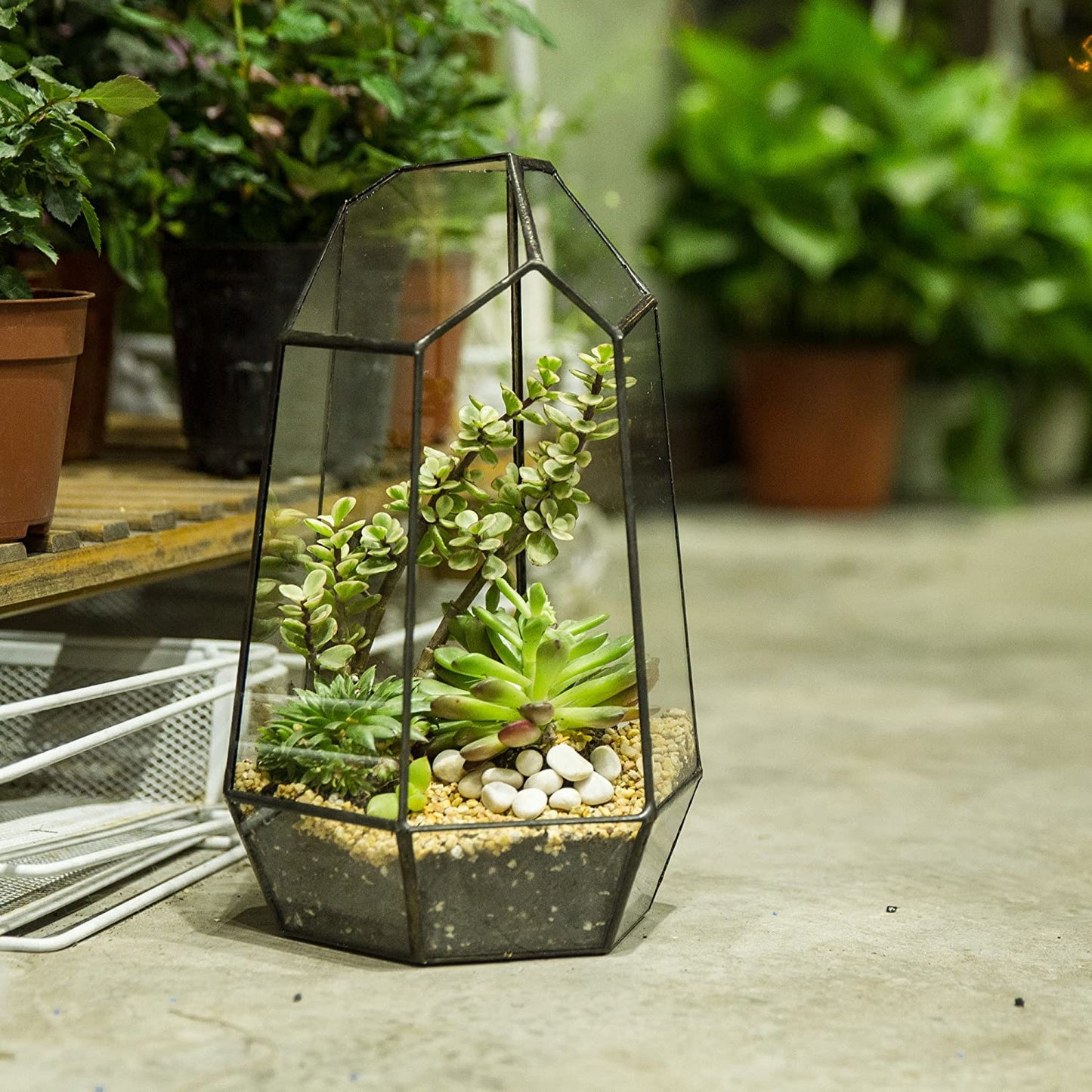 Stylish NCYP Geometric Glass Terrarium Planter for Succulents & Cacti - Irregular Black Open Container for Indoor Home & Office Decor, 6.5" X 5.7" X 9.8" (Plants Not Included)